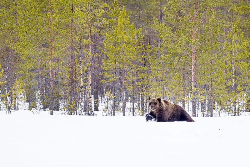 European brown bear (Ursus arctos arctos) photographed in Kuhmo Finland