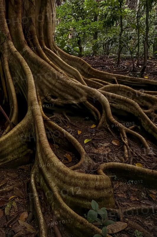 Rain forest, trees Tangkoko National Park Sulawesi Indonesia