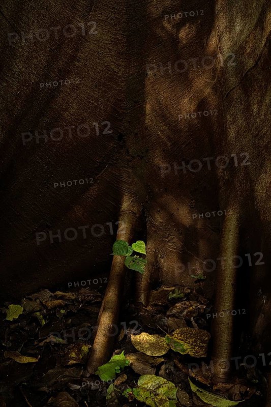 Rain forest, trees, Tangkoko National Park Sulawesi Indonesia