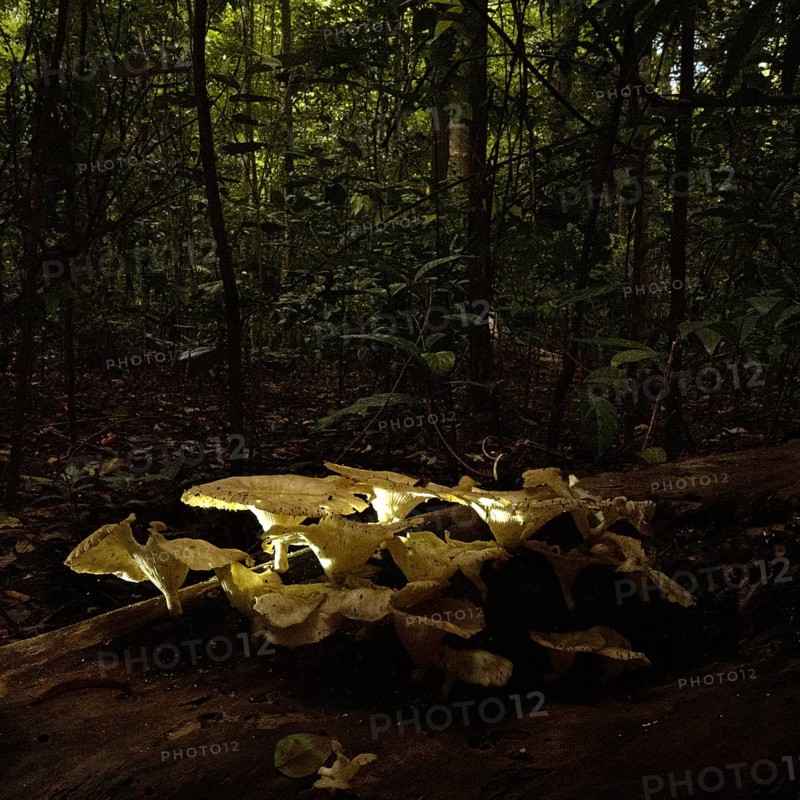 Mushroom (fungus), rain forest, Tangkoko National Park Sulawesi Indonesia