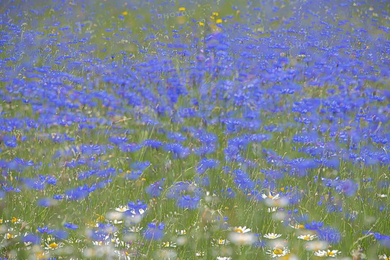 Cornflowers blooming (Centaurea cyanus) Castelluccio di Norcia Italy