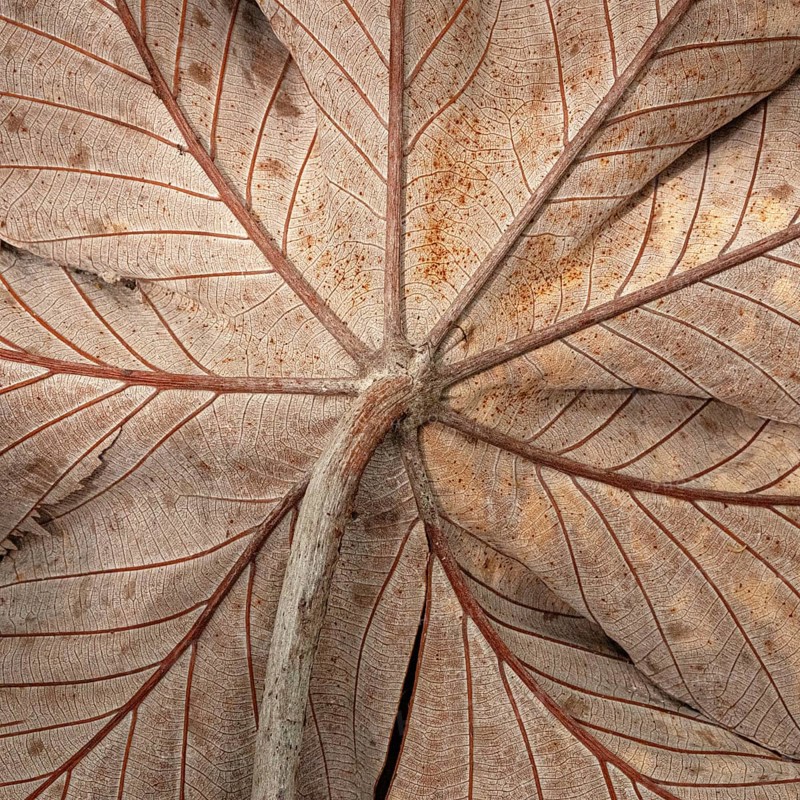 Cecropia leaf, rainforest, Costarica