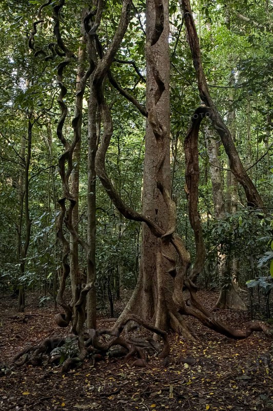 Aerial roots of a large tree. National Park Sulawesi indonesia