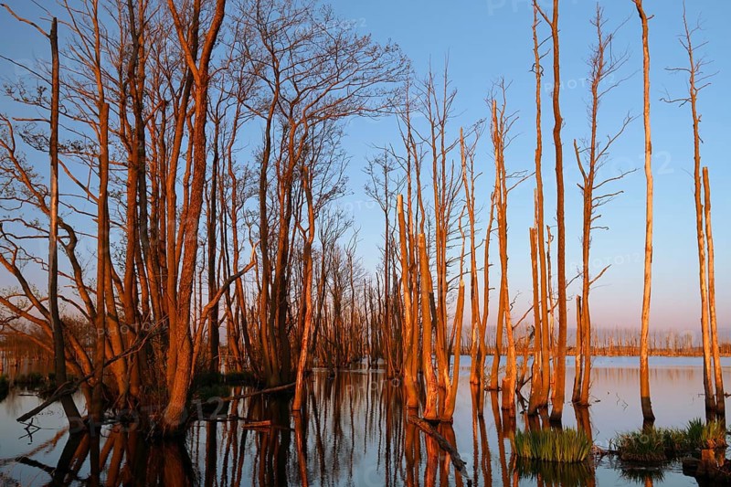 Wetland biotope in the Peene valley, waterlogged meadows, rare habitat for endangered plants and animals, Großer Rosin nature reserve, rewetting of agricultural land, important breeding area for rare birds, trees dead in the morning light due to permanent waterlogging, Flusslandschaft Peenetal nature park, Mecklenburg-Western Pomerania, Germany, Europe