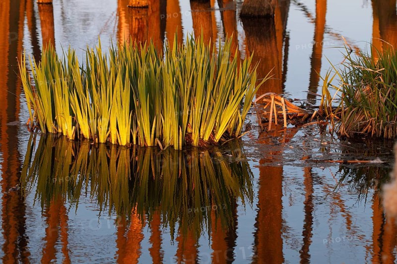 Wetland biotope in the Peene valley, waterlogged meadows, rare habitat for endangered plants and animals, Großer Rosin nature reserve, rewetting of agricultural land, important breeding area for rare birds, trees dead in the morning light due to permanent waterlogging, Flusslandschaft Peenetal nature park, Mecklenburg-Western Pomerania, Germany, Europe