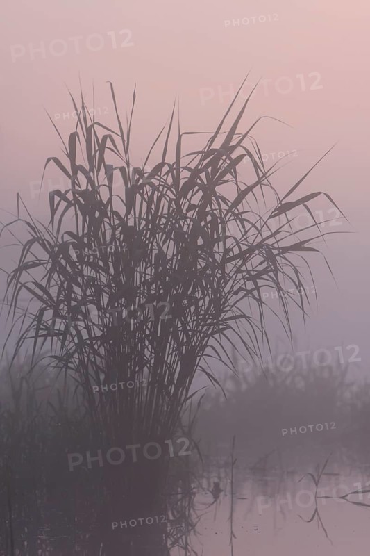 Foggy mood in the morning at the river Peene, reeds against the light at sunrise, Naturpark Flusslandschaft Peenetal, Mecklenburg-Vorpommern, Germany, Europe