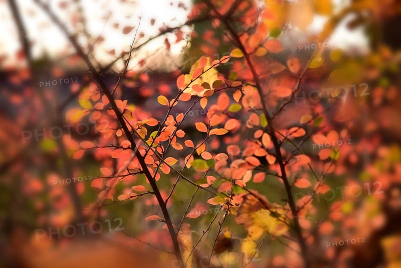Branches with autumn-coloured leaves in the forest, Western Forests nature park Park near Augsburg, Swabia, Bavaria, Germany, Europe