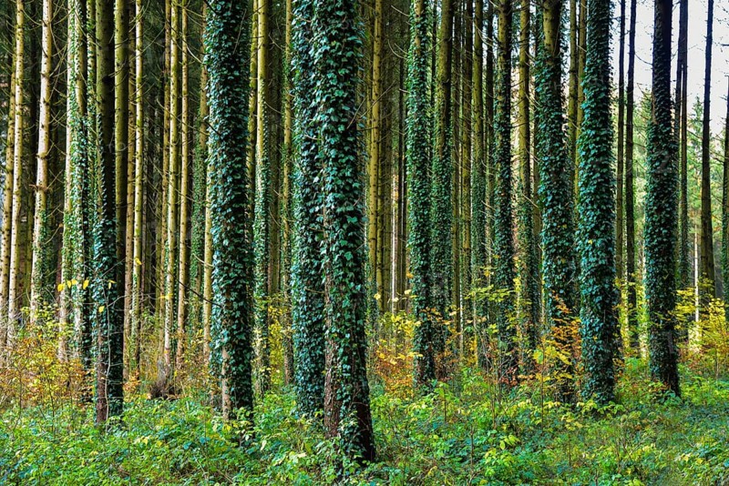 Autumnal high forest, tree trunks entwined with ivy, in the Western Forests nature park Park near Augsburg, Swabia, Bavaria, Germany, Europe