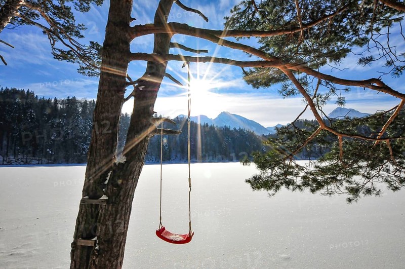 Swing for children on a pine tree, on a frozen lake in the Alps, Bavaria, Germany, Europe