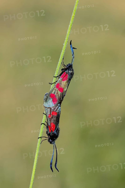 Burnet moth