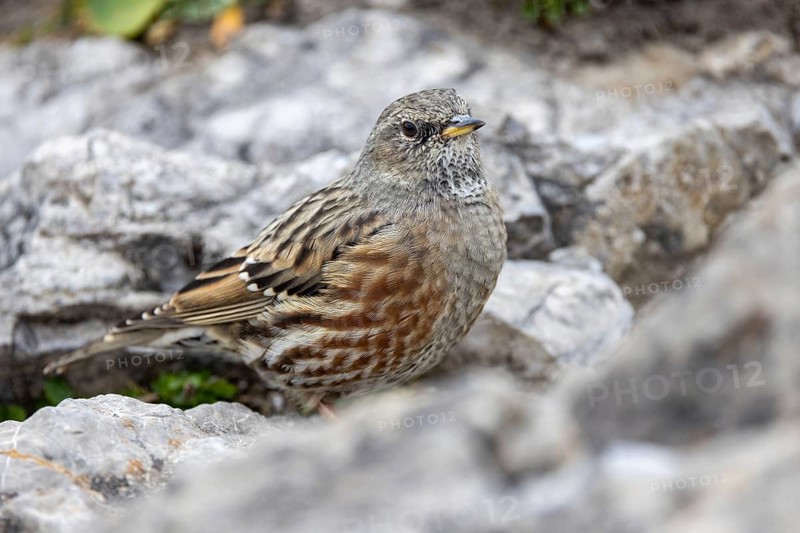 Alpine accentor