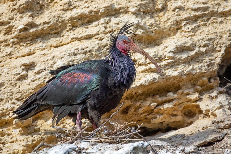 Northern Bald Ibis, Hermit Ibis, or Waldrapp