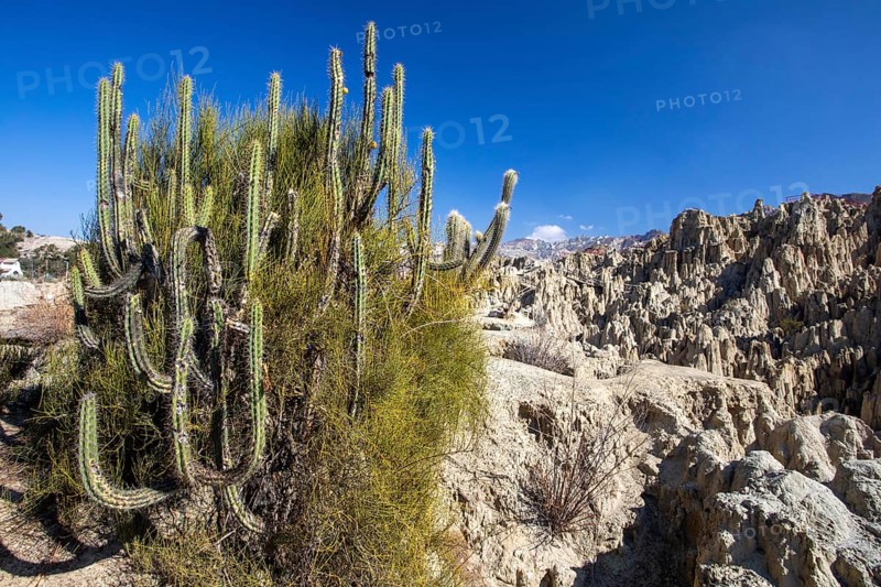 Valle de la Luna, La Paz Bolivia Corryocactus melanotrichus