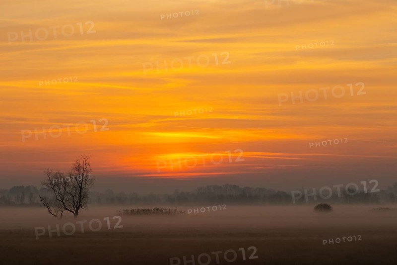 Sunrise at Federsee lake