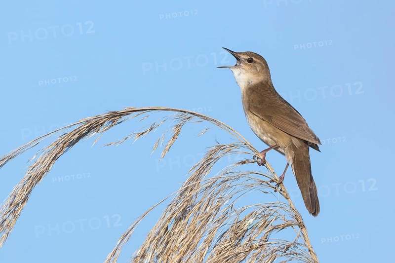 Reed warbler Reed warbler