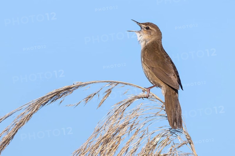 Reed warbler Reed warbler