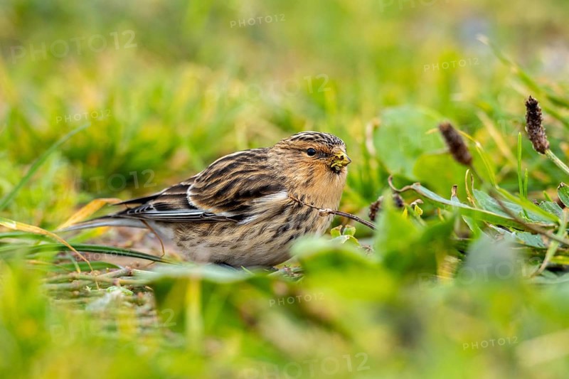 Mountain Linnet, Heligoland