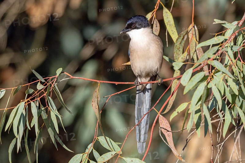 Blue magpie