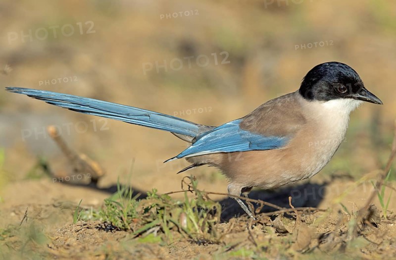 Blue magpie