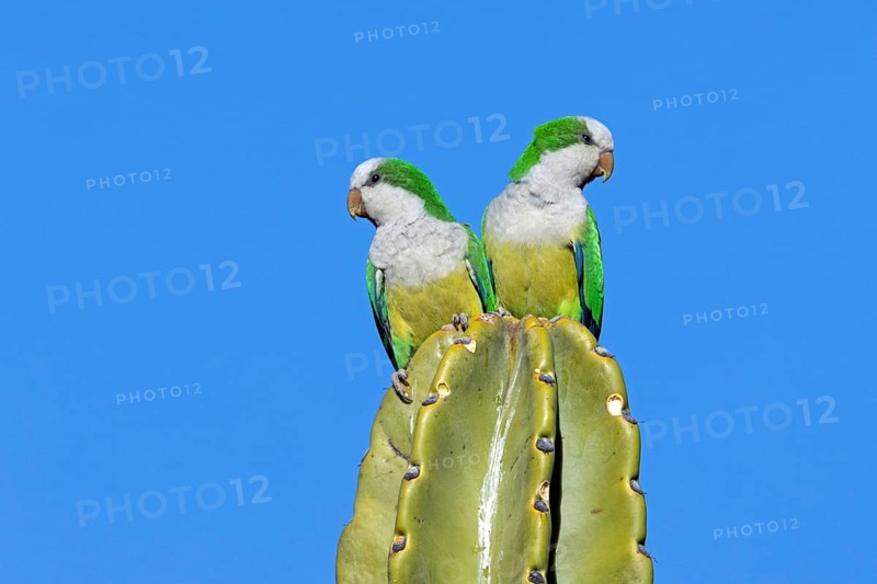 Monk parakeet on cactus