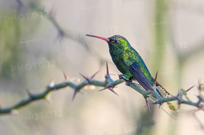 Golden-bellied Emerald Hummingbird