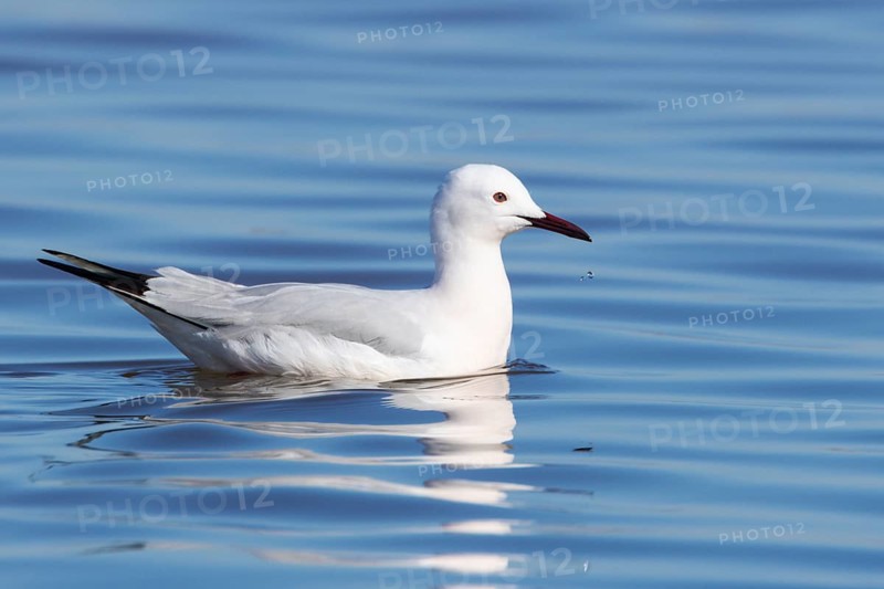 Slender-billed Gull