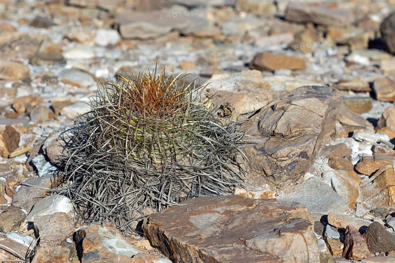Parodia maasii