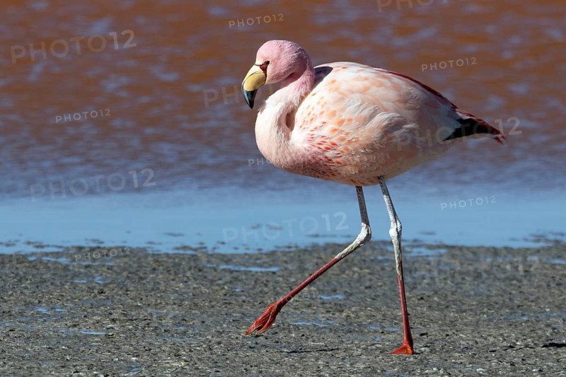 James Flamingo