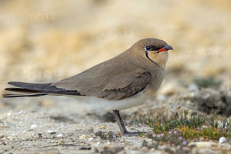 Red-winged Pratincole