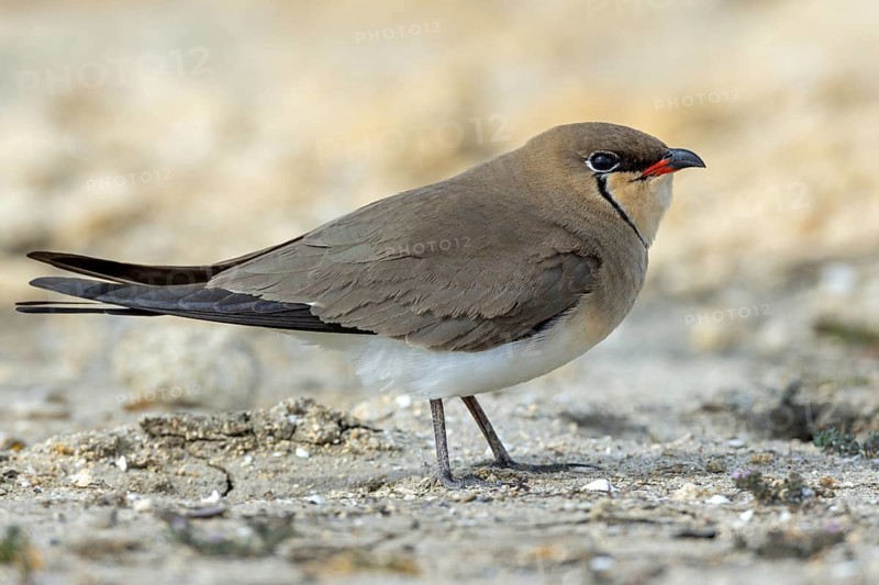 Red-winged Pratincole