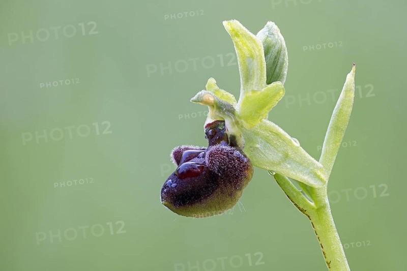 Spider orchid