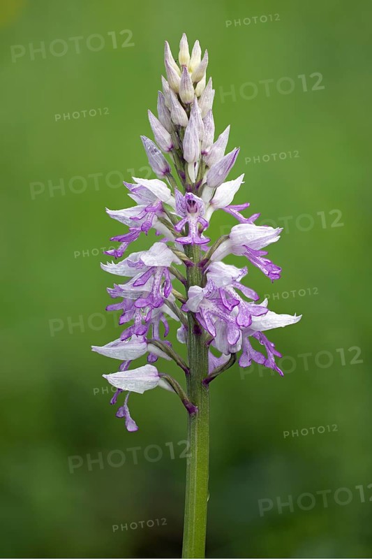 Military orchid