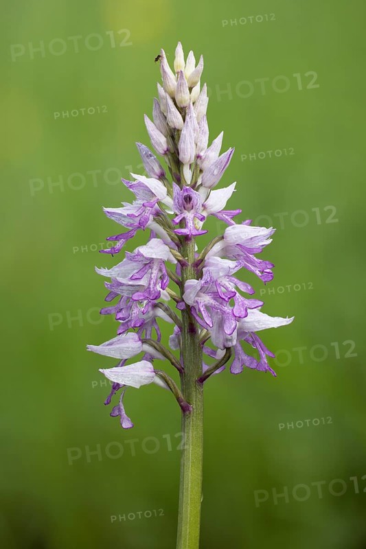 Military orchid
