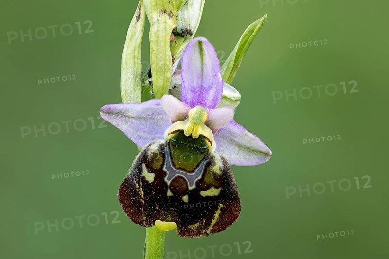 Bumblebee orchid