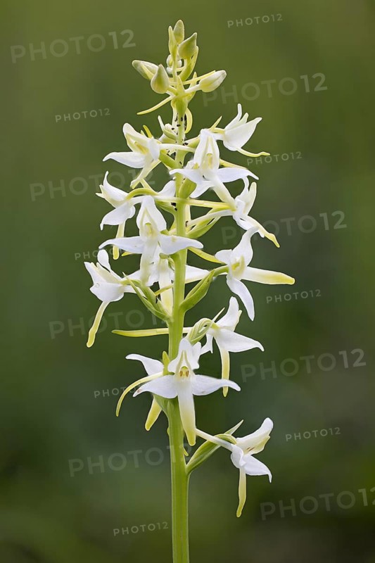 Greenish Forest Hyacinth