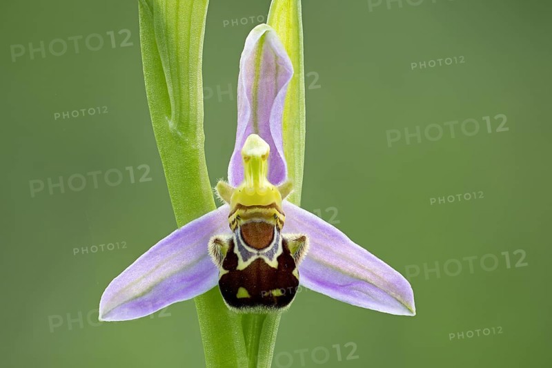Bee orchid