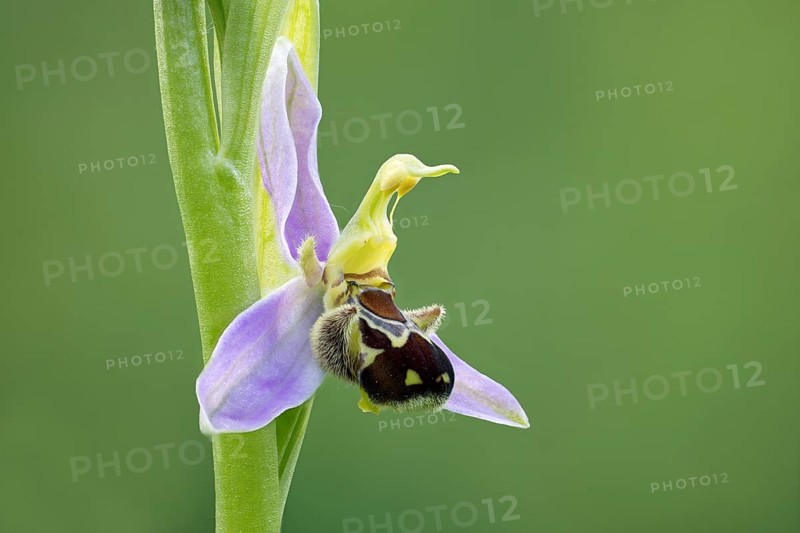 Bee orchid