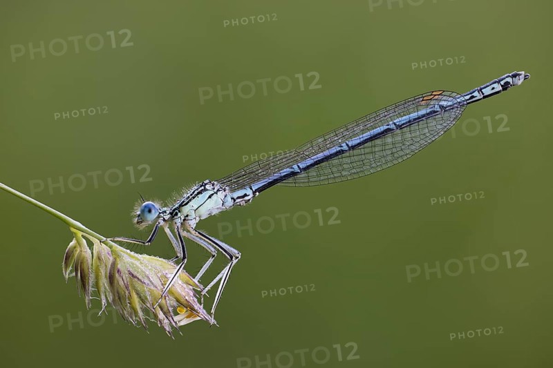 Platycnemididae