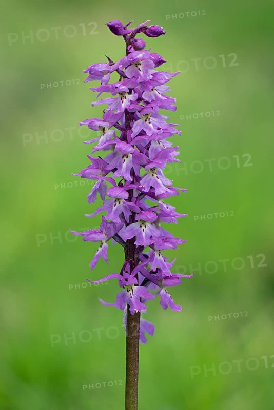 Orchis mascula Male orchid