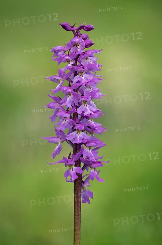 Orchis mascula Male orchid