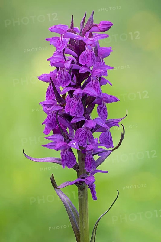 Broad-leaved orchid
