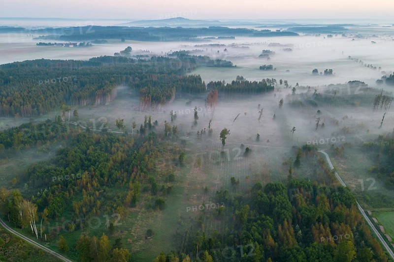 Forest near Bad Buchau Baden-Württemberg Fog
