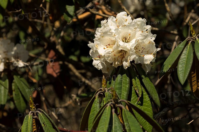 Rhododendron tree in full bloom. A white flower, small branches and some leaves. Natural forest of the Langtang National Park. Photographed in April, the Himalayan spring. Langtang Himal, the Himalayas. Rasuwa District, Bagmati Province, Nepal, Asia