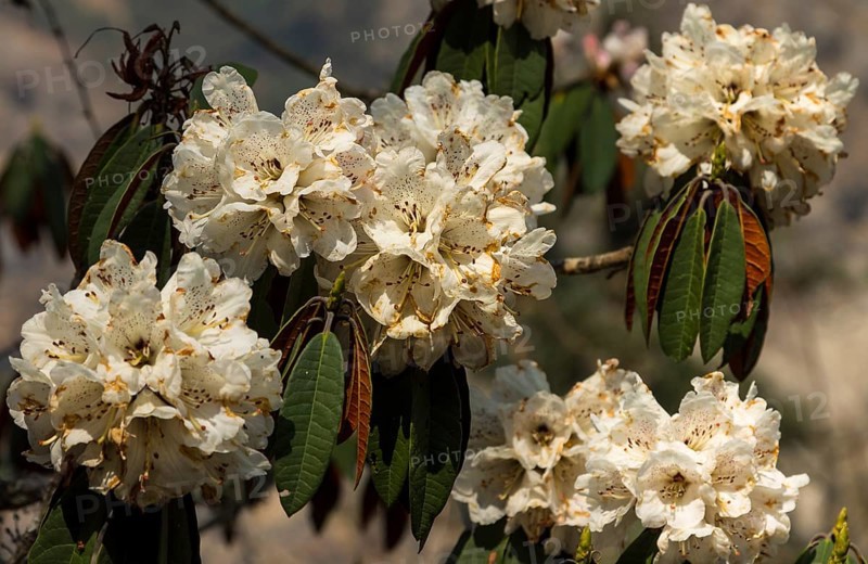 Blossoming rhododendron tree of the Langtang Valley natural forest. White inflorescences small branches, some leaves. Photographed in April, the Himalayan spring. Langtang National Park, Langtang Himal, the Himalayas. Rasuwa District, Bagmati Province, Nepal, Asia