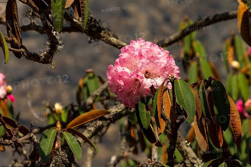 Rhododendron tree in full bloom. A pink inflorescence, the flower cluster. Small branches and some leaves. Rhododendron bloom is the national flower of Nepal. Photographed in April, the Himalayan spring, in the natural forest of the Langtang National Park. Langtang Himal, the Himalayas. Rasuwa District, Bagmati Province, Nepal, Asia