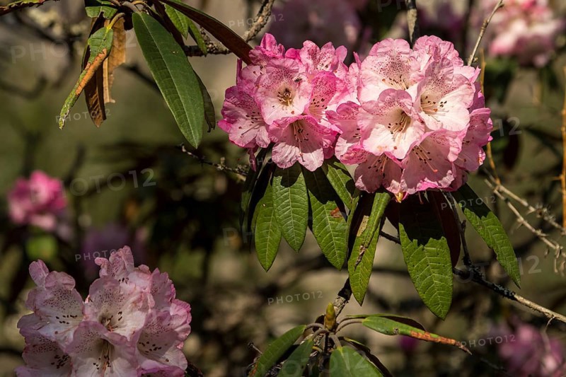 Rhododendron tree in full bloom. Pink inflorescences, the flower clusters. Small branches and some leaves. Rhododendron bloom is the national flower of Nepal. Photographed in April, the Himalayan spring, in the natural forest of the Langtang National Park. Langtang Himal, the Himalayas. Rasuwa District, Bagmati Province, Nepal, Asia