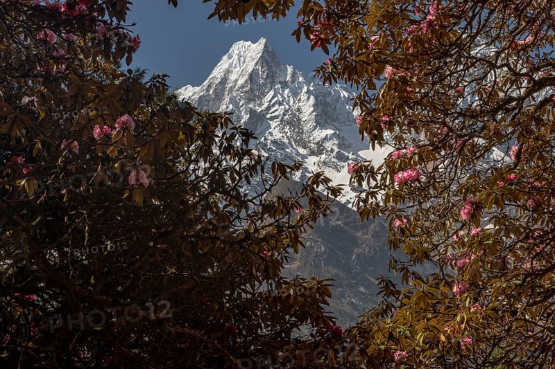 Phungi Himal (6538 m) and blooming rhododendron trees. Spring trekking season. Manaslu Circuit Trek, Himalayas. Manaslu Region, Mansiri Himal. Manang District, Gandaki Province, Nepal, Asia