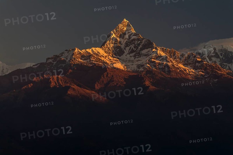 Machapuchare (6993m), Fishtail Mountain, the sacred peak in the Annapurna massif of the Himalayas, seen at sunrise, on a clear, mid-November day. The local Gurung community consider it to be the residence of Shiva, the Hindu god. Photographed from Sarangkot, the popular viewpoint above Pokhara. Kaski District, Gandaki Province, Nepal, Asia