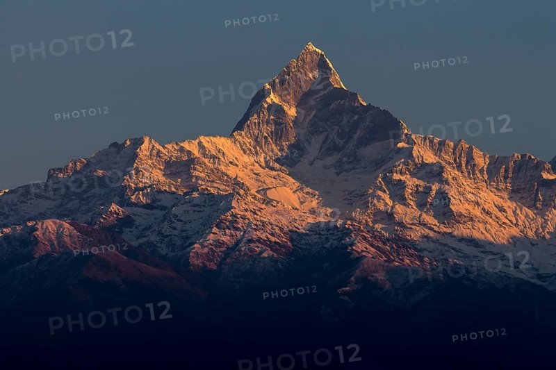 Machapuchare (6993m), Fishtail Mountain, the sacred peak in the Annapurna massif of the Himalayas, seen at sunrise, on a cloudless, early-January, winter day. The local Gurung community consider it to be the residence of Shiva, the Hindu god. Photographed from Sarangkot, the popular viewpoint above Pokhara. Kaski District, Gandaki Province, Nepal, Asia