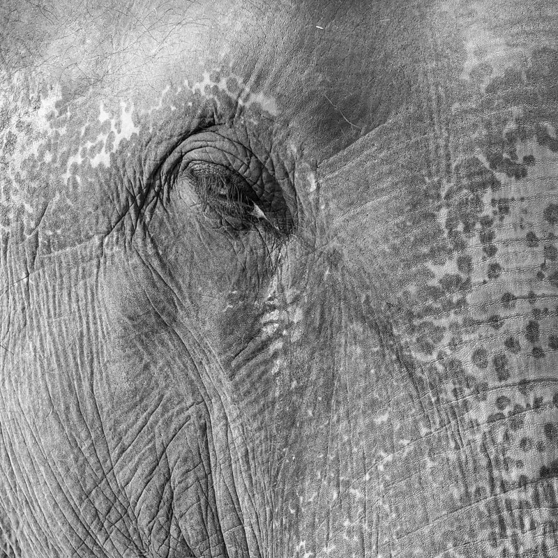 Eye of a captive Asian elephant (Elephas maximus), seen in Sauraha, at the edge of Chitwan National Park, the UNESCO World Heritage Site. A monochrome, greyscale photograph. Ratnanagar Municipality, Chitwan District, Bagmati Province, Nepal, Asia